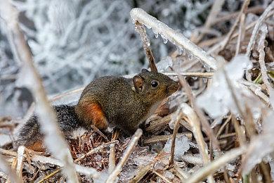 传索尼计划收购万代南梦宫 以应对微软收购动视暴雪