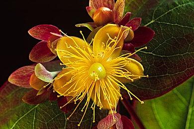 暴雪作出“艰难的决定” 《魔兽大作战》PC版上线不足一年即遭腰斩